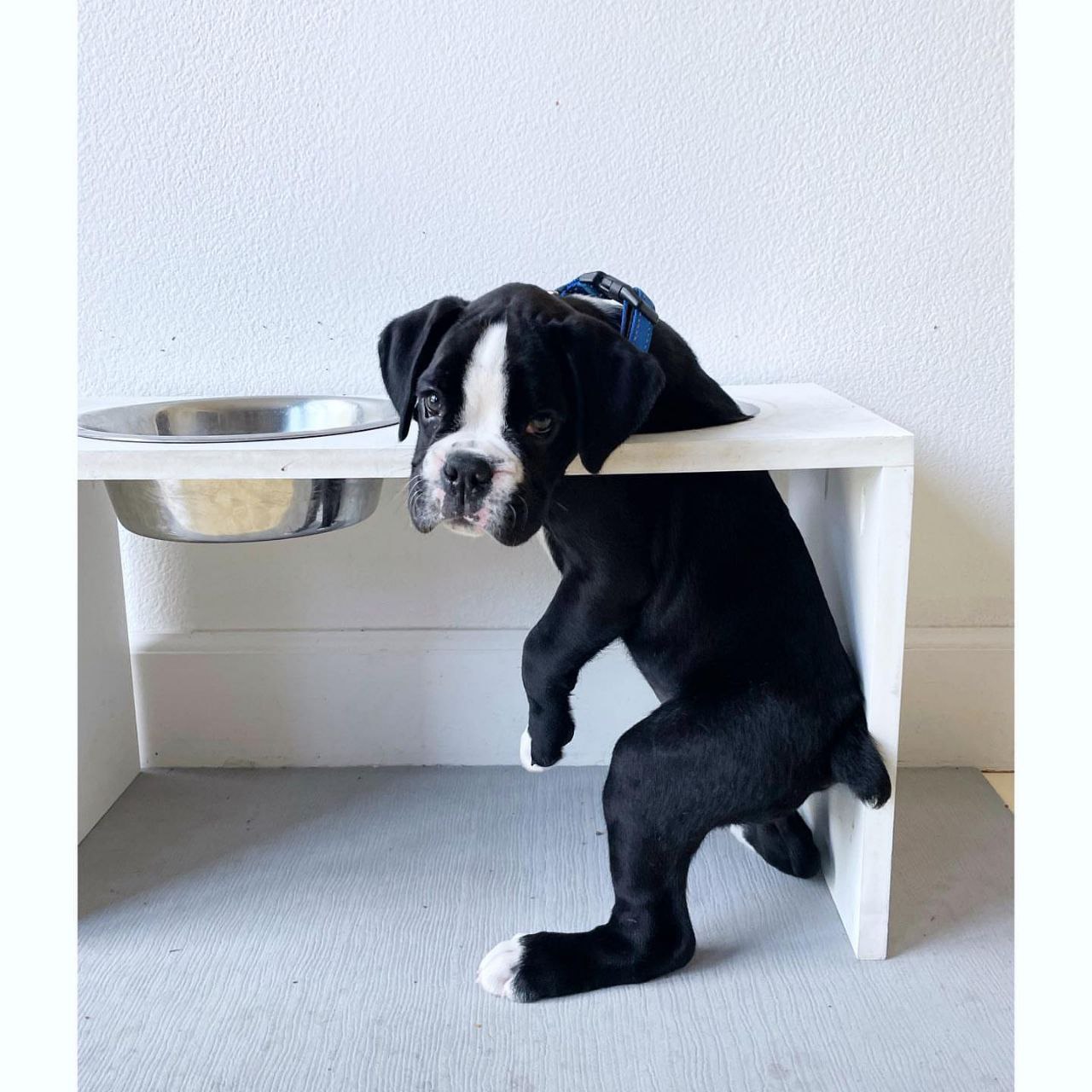Boxer Puppy Bucky 1