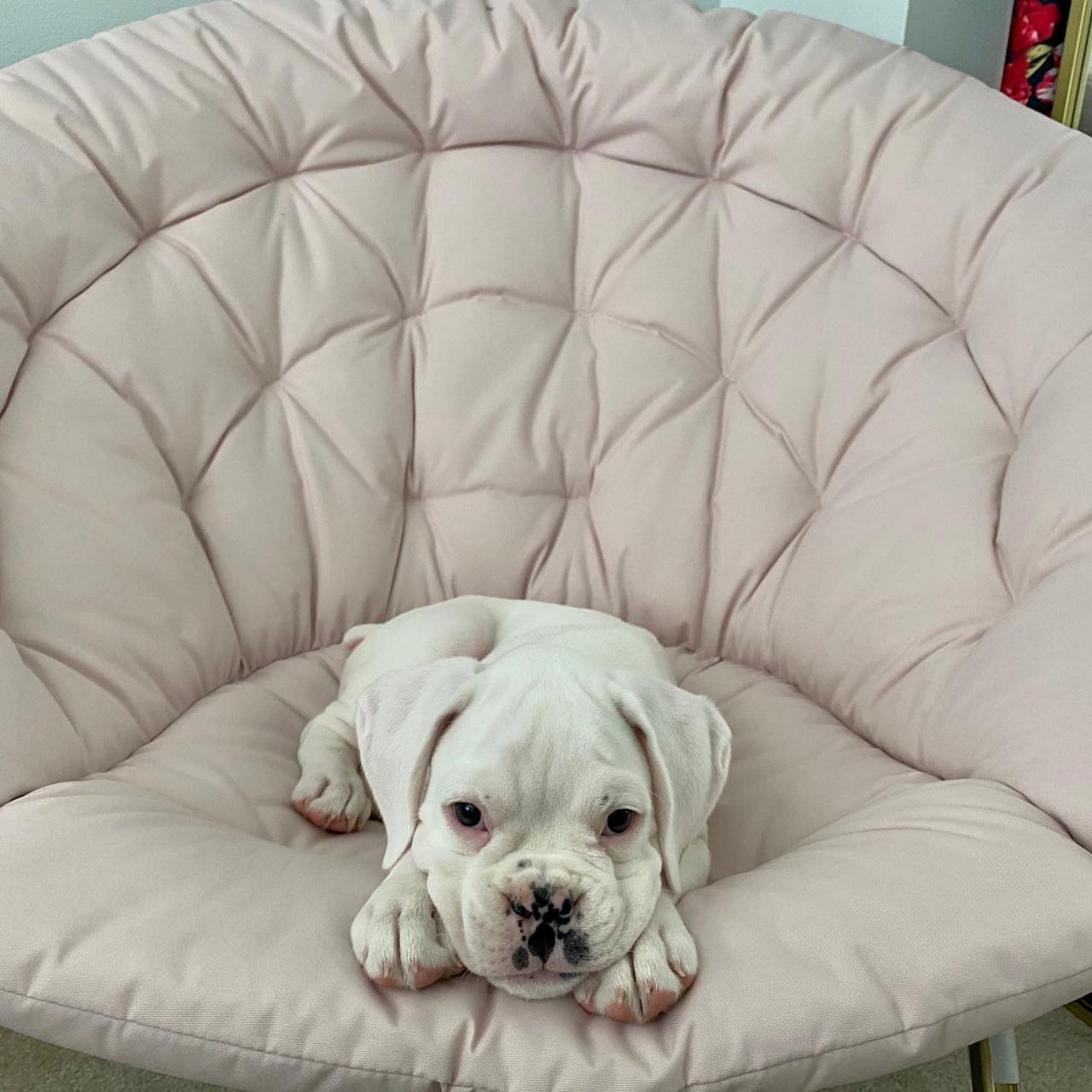 Boxer Puppy Sassy 1